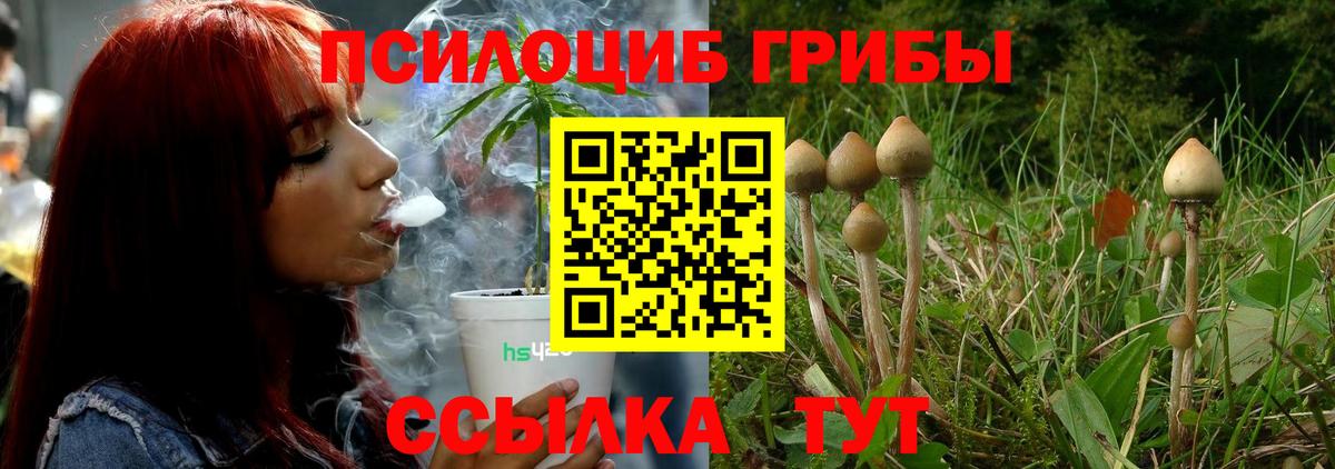 Галлюциногенные грибы Psilocybine cubensis Кимры